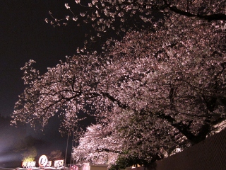 王子動物園の夜桜通り抜けに行きました 神戸っ子の口コミ観光案内 子連れで楽しむ神戸観光