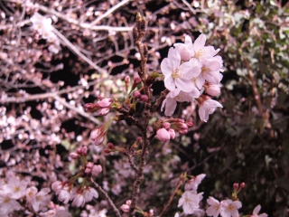 王子動物園の夜桜通り抜けに行きました 神戸っ子の口コミ観光案内 子連れで楽しむ神戸観光