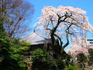 有馬温泉の桜は今からが見ごろ 神戸っ子の口コミ観光案内 子連れで楽しむ神戸観光
