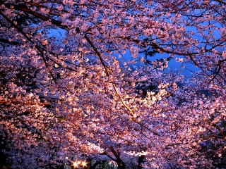 神戸の桜 花見の名所 王子動物園の夜桜通り抜け 神戸っ子の口コミ観光案内 子連れで楽しむ神戸観光