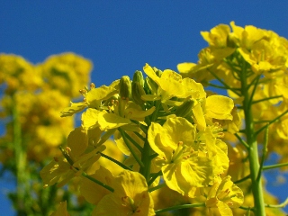 神戸の桜 花見の名所 神戸総合運動公園 神戸っ子の口コミ観光案内 子連れで楽しむ神戸観光